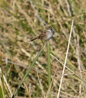 White-throated Sparrow